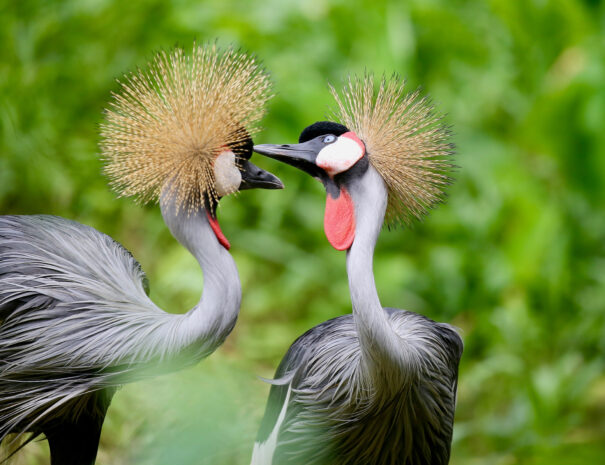 Birds of Uganda - The Grey Crowned Crane