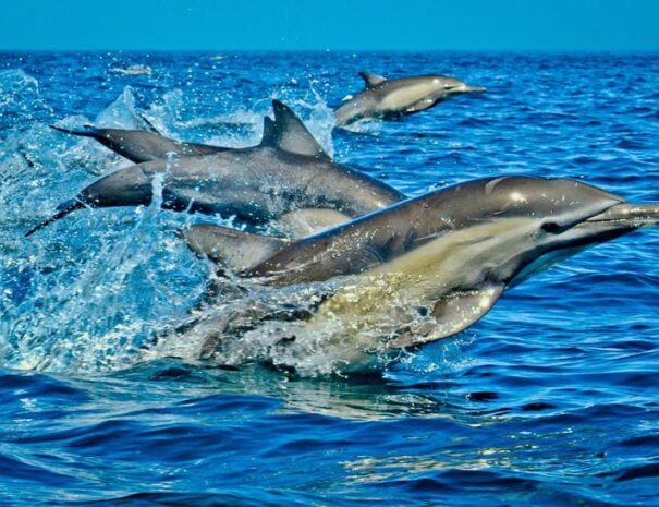 dolphines