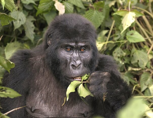 Mountain_gorilla