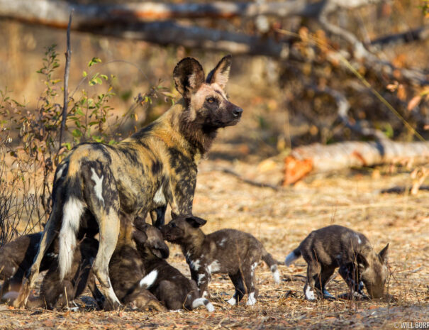 African wild dog (Lycaon pictus) pups, Hwange National Park, Zimbabwe