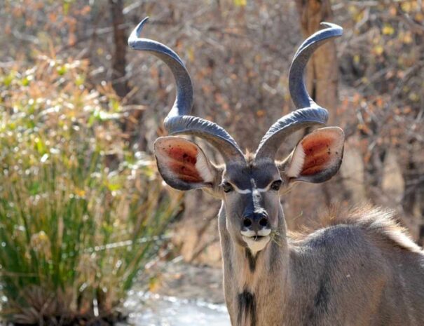 large_Botswana_