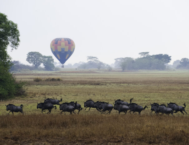 Zambia