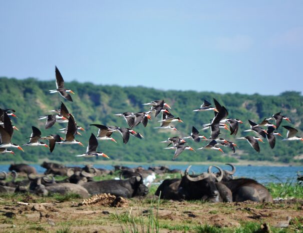 birds and flamingos