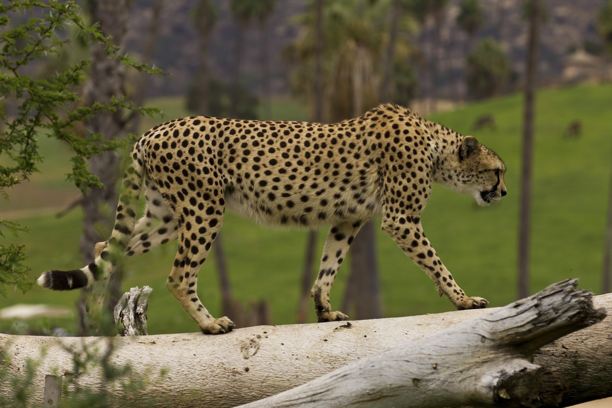 cheetah 2