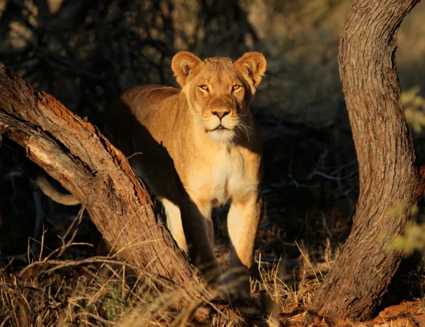 lion