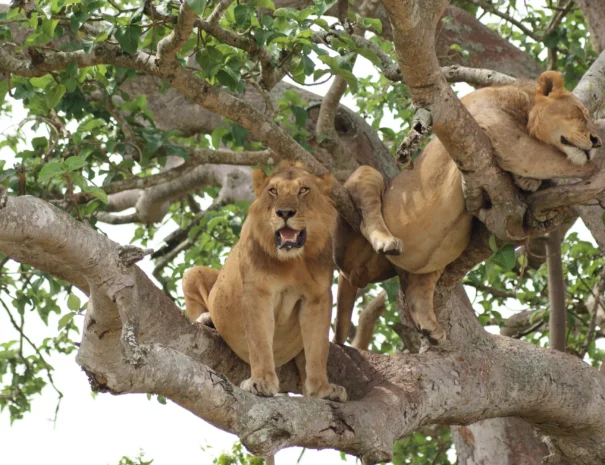 lions