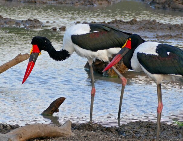 sANDDLE BILLED STORK