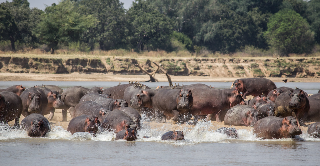 hippos southh luangwa
