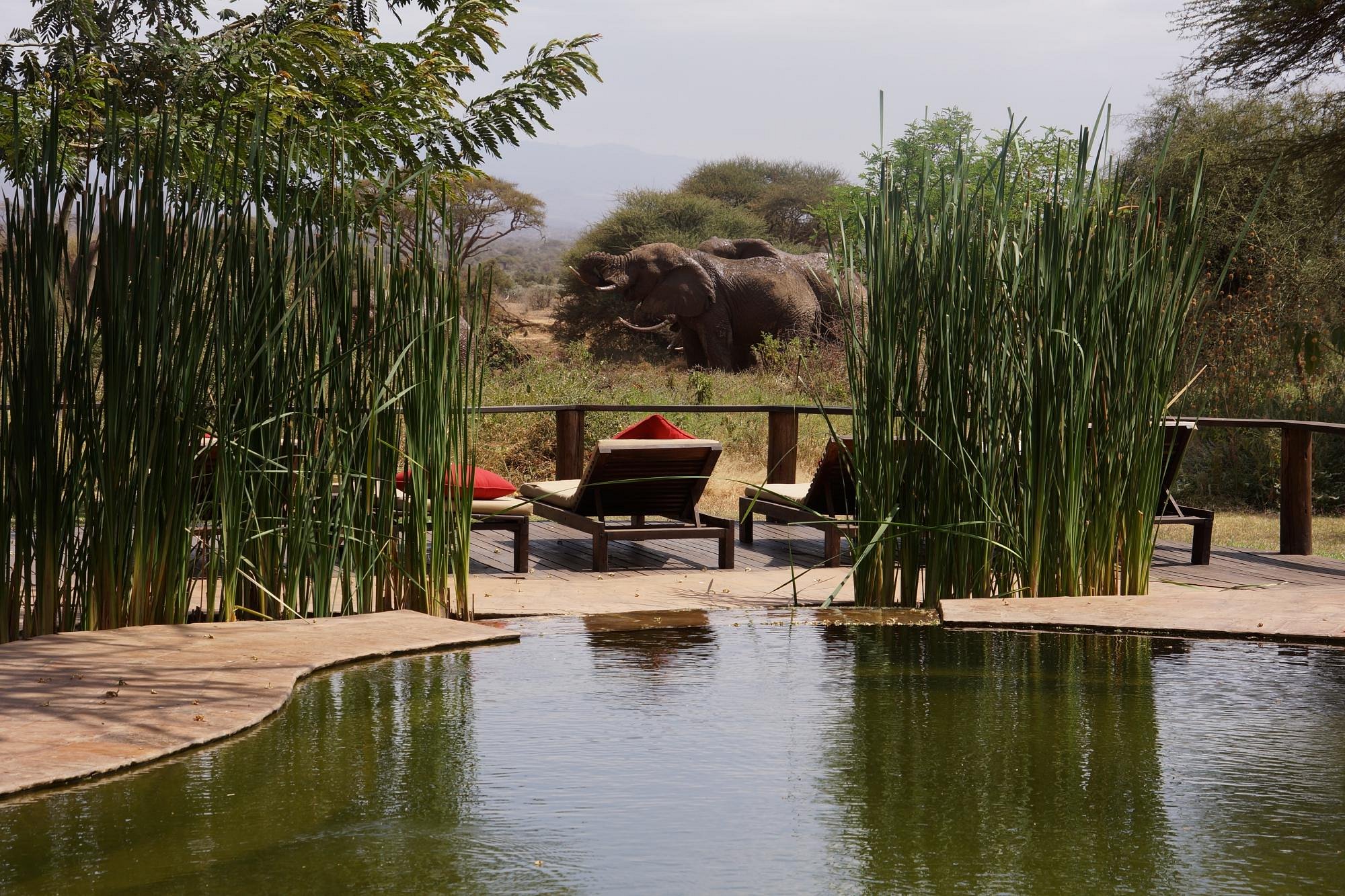 tawi lodge pool and elephant 