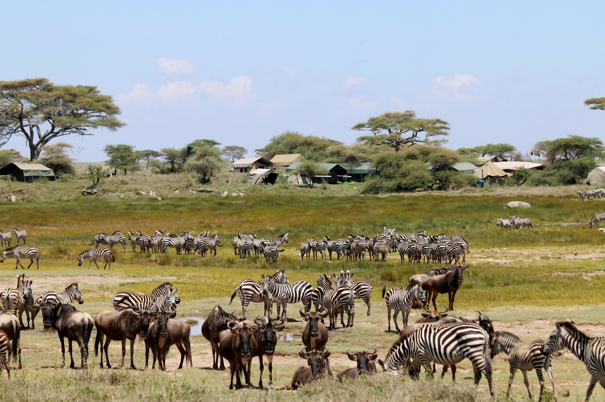 namiri plains asilia ppppp